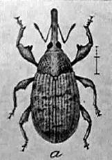 Boll Weevil The agricultural economy further suffered when the boll weevil, an insect pest, attacked the cotton crop.