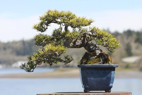 Upcoming events: Please refer to our website for more details http://abasbonsai.org/index.
