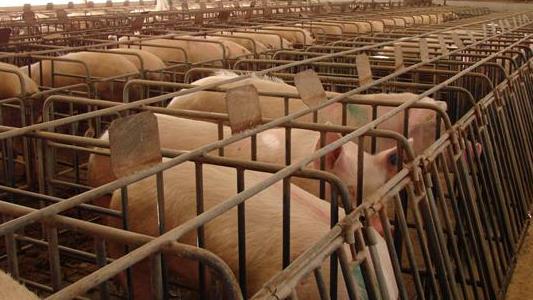 Sows in stalls 2006 review of the Code of Practice for Pigs referred to the Barnett and Hemsworth study and stated that the European law was based on a question of