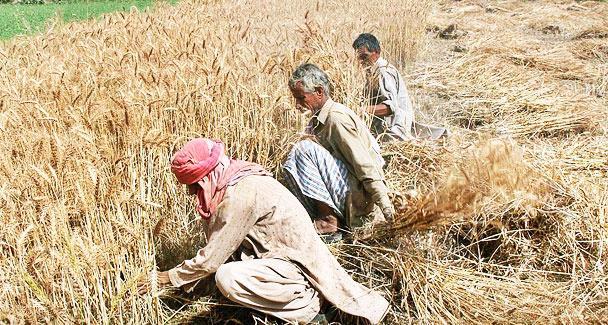 5-31 6- Factors Proportions Theory Labor-intensive Farming The Wheat