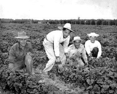 Employers desperately needed laborers for agriculture, mining, and railroad work.