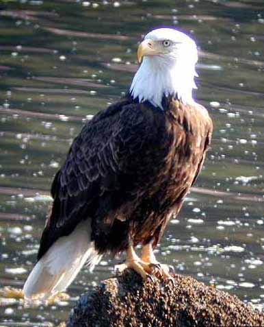 6 National Bird: Bald Eagle The bald eagle was made the national bird of the United States in 1782. The Founding Fathers wanted to choose an animal that was unique to the United States.
