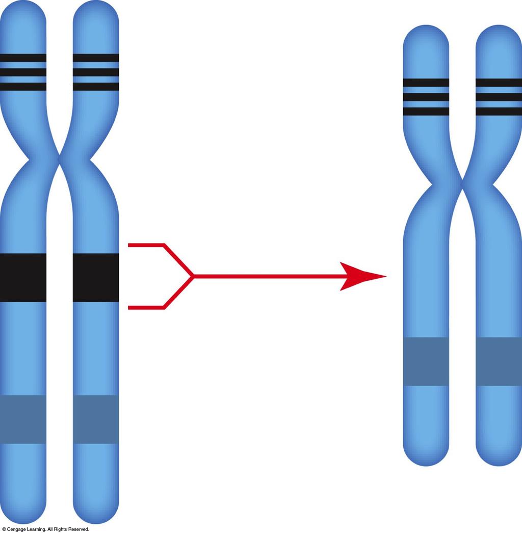 Deletion Loss of a part of a chromosome Duchenne muscular dystrophy/