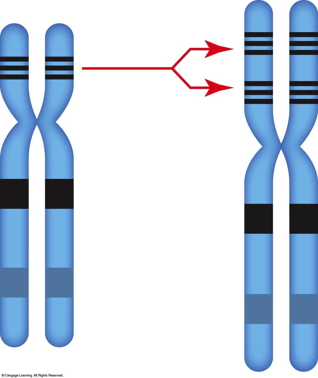 Duplication Repeated section of a chromosome Expansion