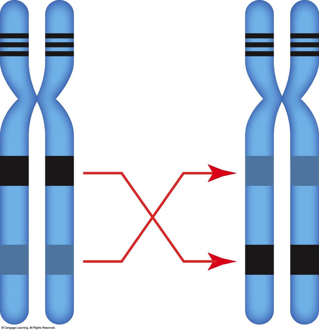 Inversion Part of a chromosome becomes oriented in the reverse