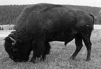 By 1870, the was almost extinct due to overhunting and loss of habitat after expansion. Some First Nations saw treaties as a way of surviving and being able to farm and feed their people.