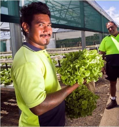 Low skilled temporary labour mobility Australia: Seasonal Worker Program (about 5,000 workers each year; est.