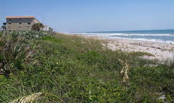 The photo below shows a beach where sand has been washed away: The photo below shows the same beach with sand dunes and plants added: This has been done