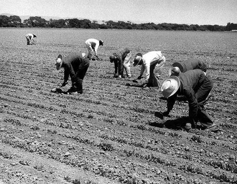 Workforce for WWII Initially the Bracero Program provided for