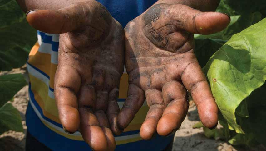 Tar and residue from harvesting tobacco leaves cover a worker s hands.