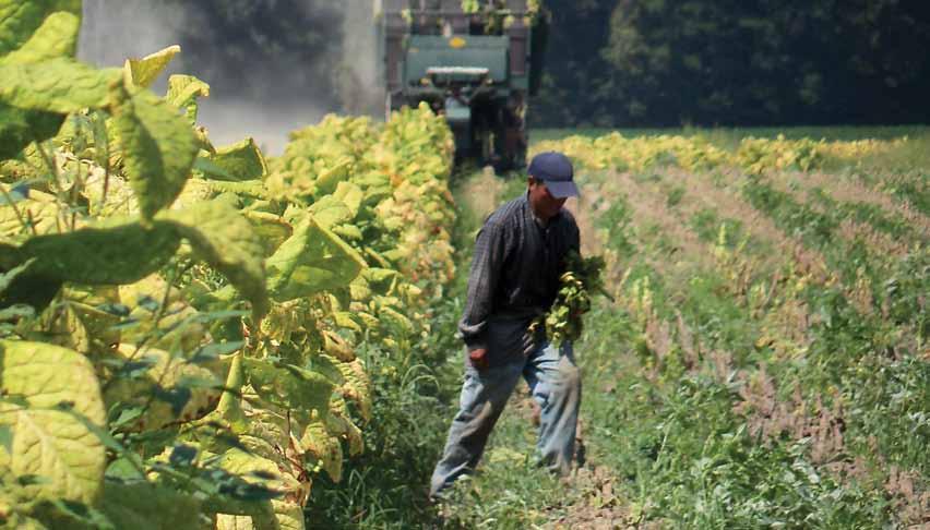 Laboring in tobacco fields can be grueling and dangerous, yet many workers report being paid less than the federal minimum wage of $7.25 an hour.