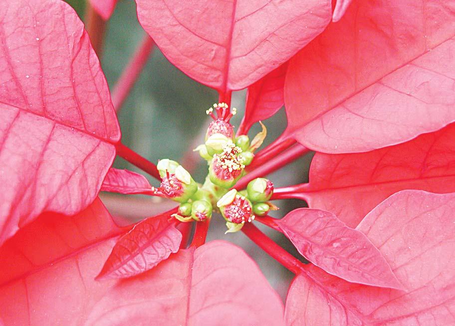 To check out more of this plant s botanical flair, set your holiday poinsettia on a table in good light so that you can look closely at its flowers.