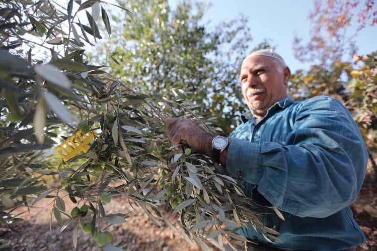 8 West Bank $180,000 employs 200 workers to help West Bank farmers replant olive trees uprooted by settlers Refugees experience almost daily restrictions on their freedom of movement, obstructed