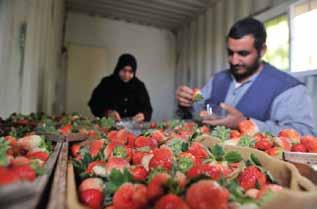 Gaza 1 $300,000 provides 30,000 refugees with adequate food for months 2 $119,000 provides a month s income to 100 poor families UNRWA is seeking to provide cash assistance grants to refugee families
