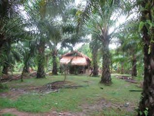 These photos show the houses that the villagers constructed under palm oil
