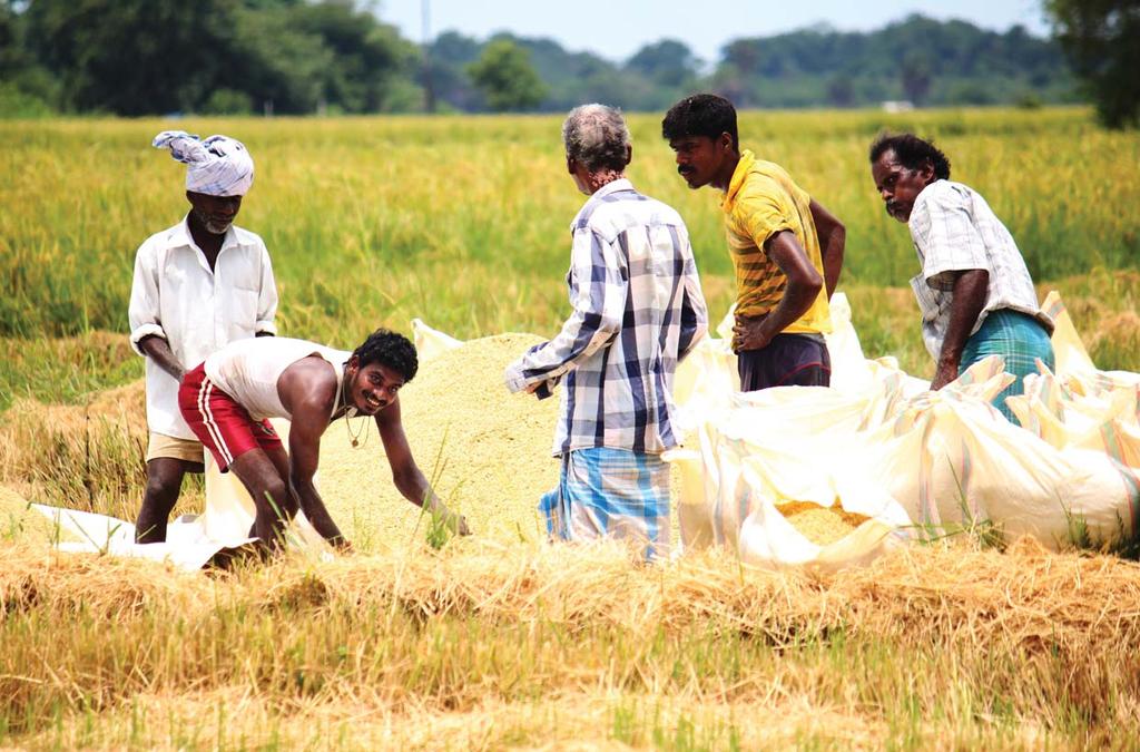 Paddy workers are able to work more efficiently after the construction of an agricultural road in Mullaitivu.