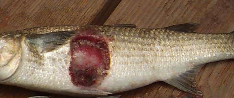 Ulcers and Lesions on Striped Mullet Prevalent with Low