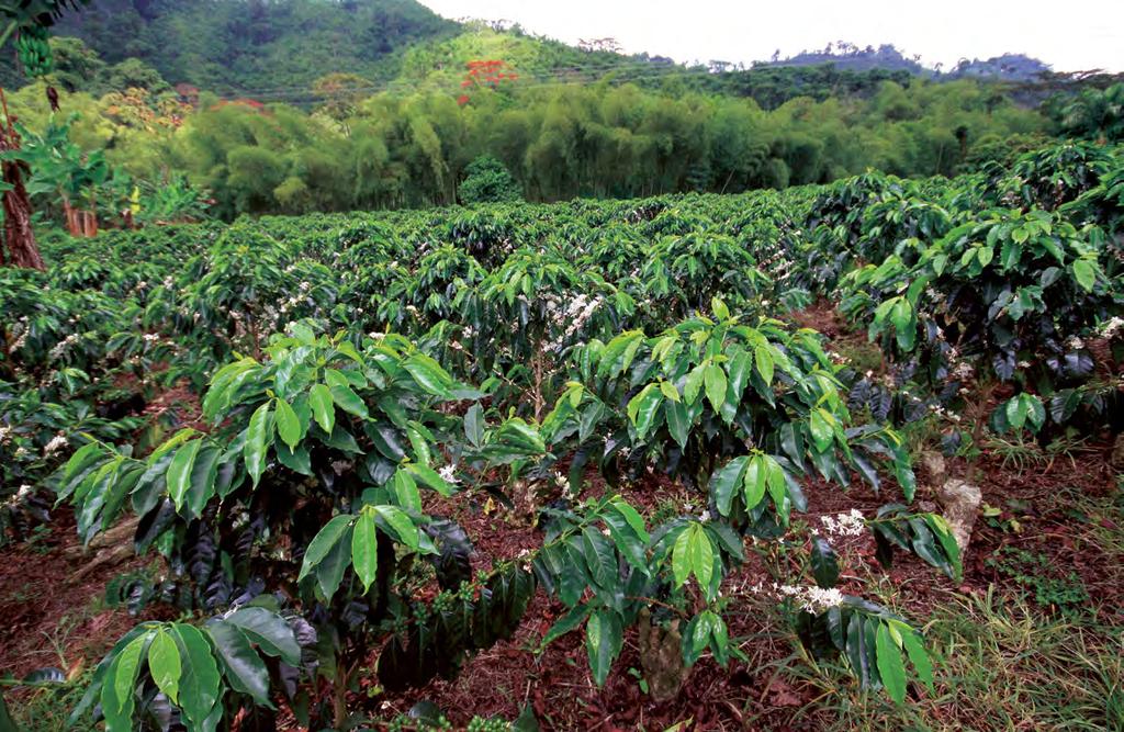 Coffee plantation at the Coffee Axis. Uribe s home department and starting point of his political career.