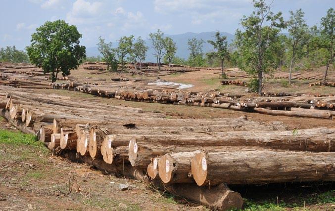 Logging Logging is a highly visible example of resource extraction that increased again following the KNPP s 2012 ceasefire.