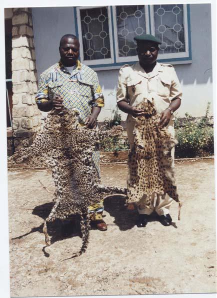 The bushmeat included among others chimpanzee, giant pangolin, 2 leopard skins were seized in