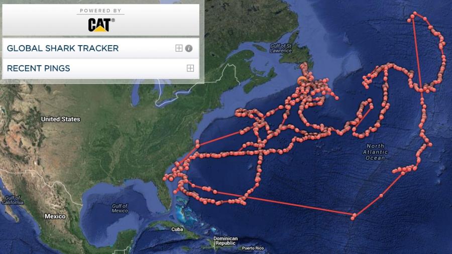 OCEARCH Satellite track of Lydia, 1 st Great White tagged by MASS DMF on 3/2/13: