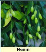 Patent on controlling fungi using parts of Neem tree Traditional Knowledge : Neem extracts can be used against hundreds of pests and fungal diseases that attack food crops; the oil extracted from its