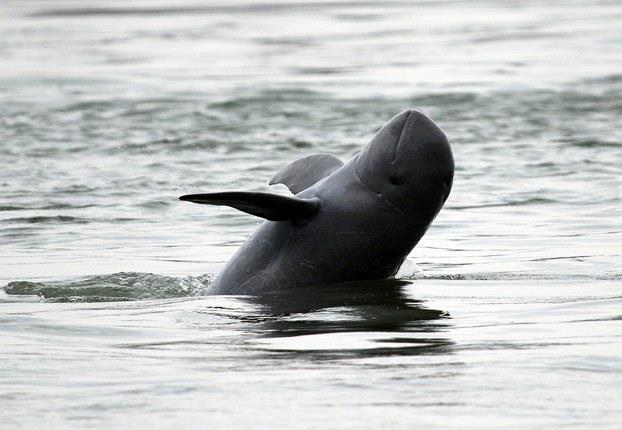 RIVER DOLPHINS IN CAMBODIA The Irrawaddy dolphins found in Cambodia live mainly in the Mekong River around Kratie and Stung Treng Provinces.