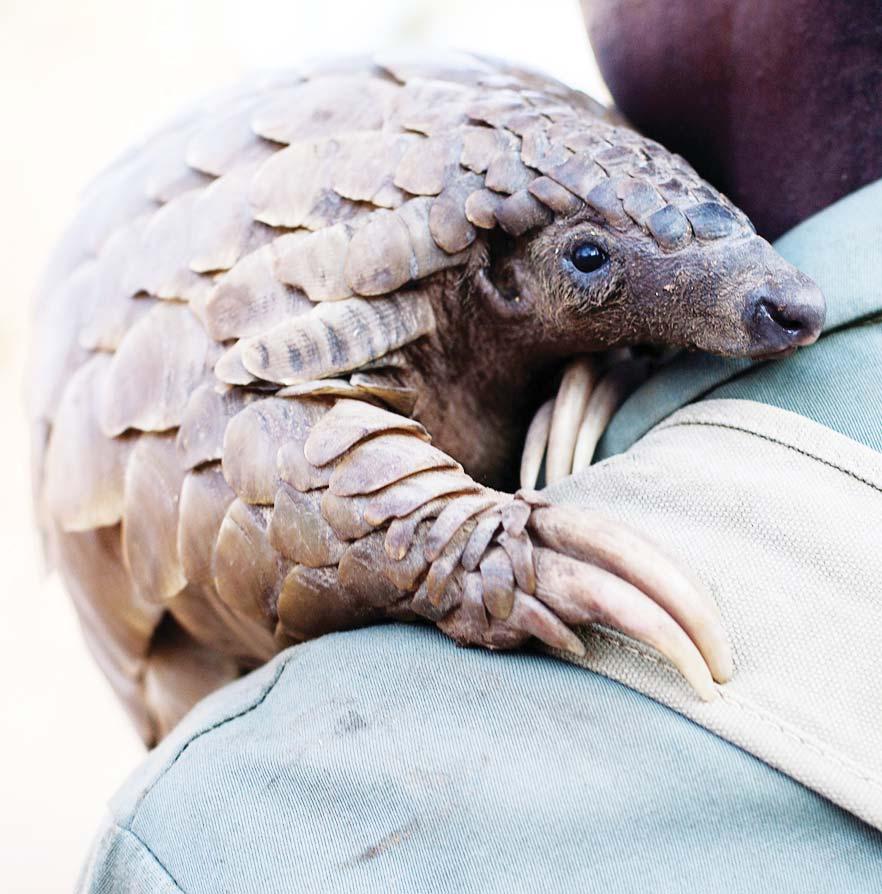 Existing laws are clearly failing to protect pangolins from the poachers.