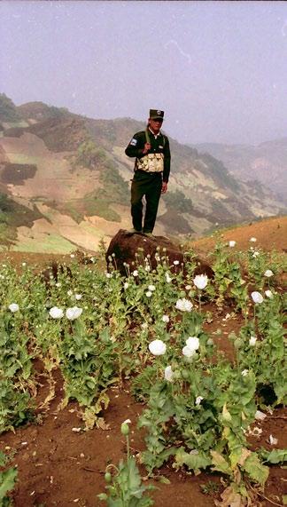 Bouncing Back - Relapse in the Golden Triangle UWSA soldier in poppy field before the opium ban is still fighting going on, says a representative of an ethnic Palaung organisation.