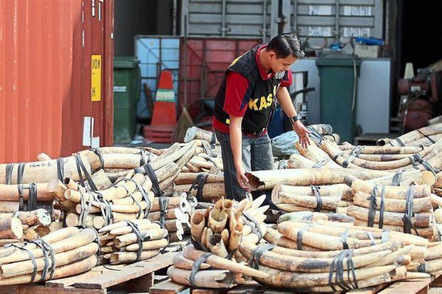 Published: Monday January 26, 2015 MYT 3:00:00 AM Updated: Monday January 26, 2015 MYT 1:51:25 PM The fate of seized ivory in Malaysia BY LIM CHIA YING Illicit cargo: A Customs officer checking