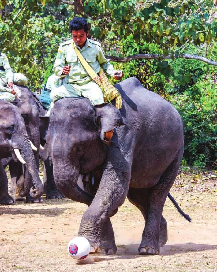 4 ARTICLE Mahouts tae care of elephants at the Wingabaw Elephant Sanctuary in Bago.