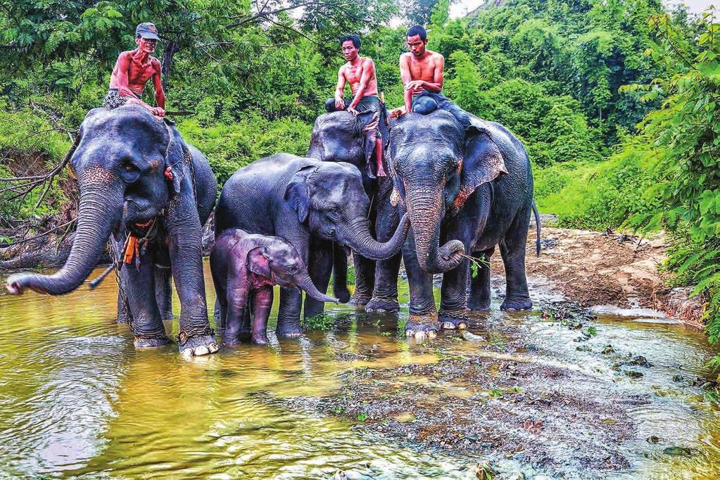 PHOTO: PAUKSA (MINHLA) By Maung Lu Aye T O protect Myanmar s elephants who no longer need to wor in the logging industry, Myanmar introduced the Elephant Conservation Based Tourism (ECBT) programme,