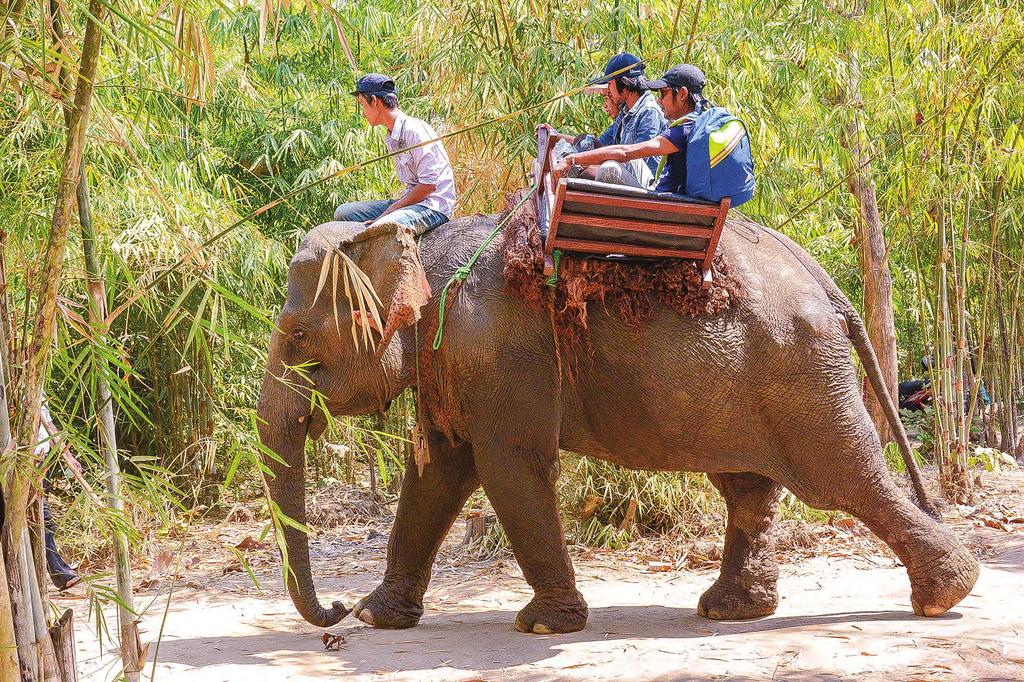 Of the 5,000 elephants owned by the Myanma Timber Enterprise and private enterprises, some were left idle after the Myanma Timber Enterprise suspended logging.