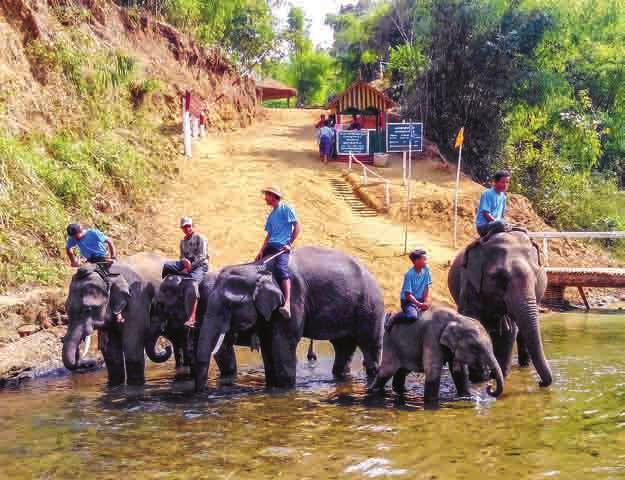Myanmar has 4,748 registered elephants that are ept as pets, used for timber extraction and other heavy lifting and at tourism sites for elephant rides.