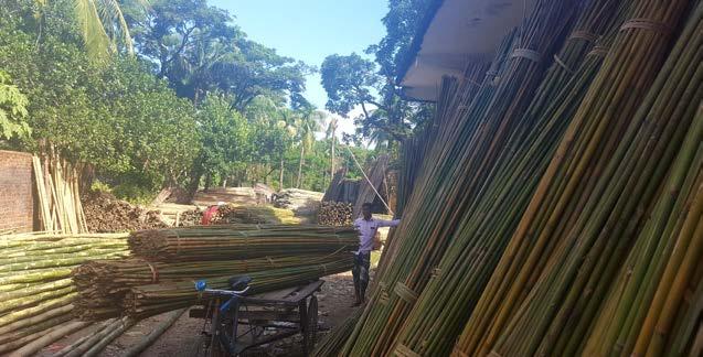 For the Rohingya crisis, most of the bamboo is transported by river, by bulk of 50,000 sticks from the area of production to Chaukoria and Kaptai.