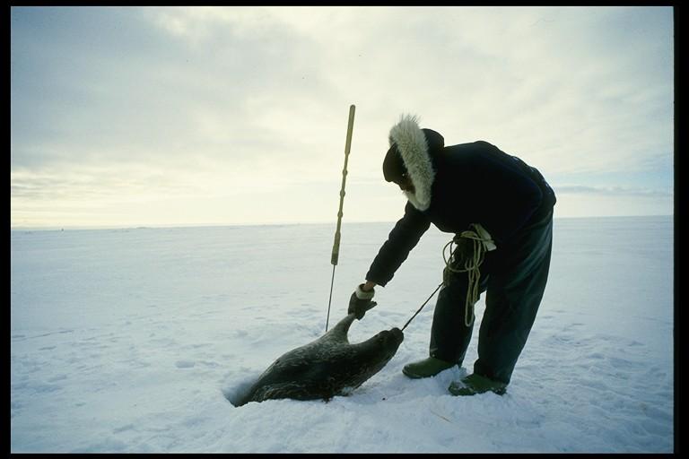 The primary objective of ICC in wildlife and harvesting matters is to ensure the Inuit voice is heard and that Inuit are represented at essential international wildlife meetings, where action can be