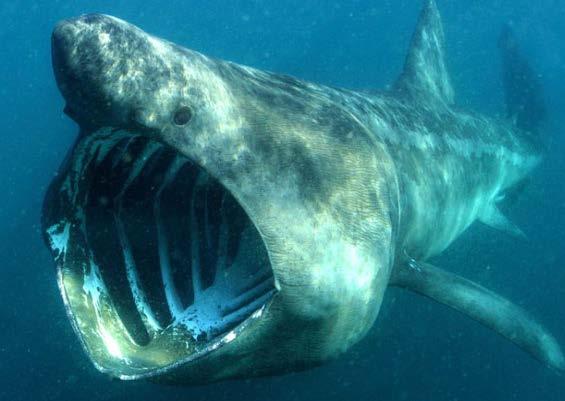 maximus (Basking shark)