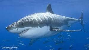 nasus (Porbeagle shark)