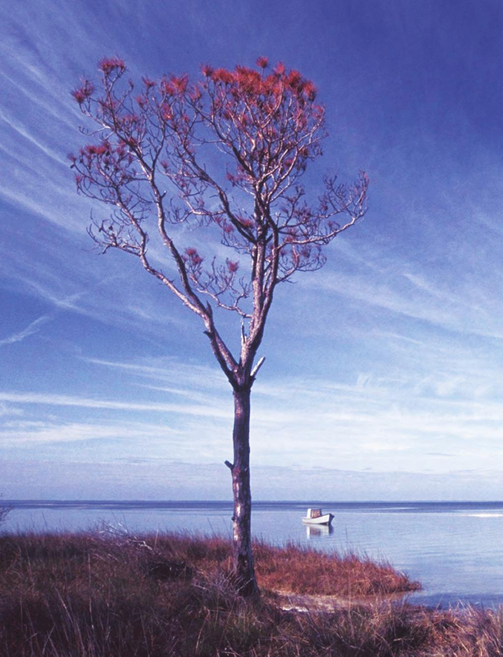 Background image: Panoramic view of Apalachicola Bay, Fla. to section 401 of the federal Clean Water Act.