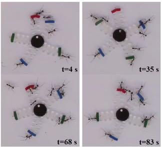 Related Works 2 Ø How ants manipulate objects [Berman et al.