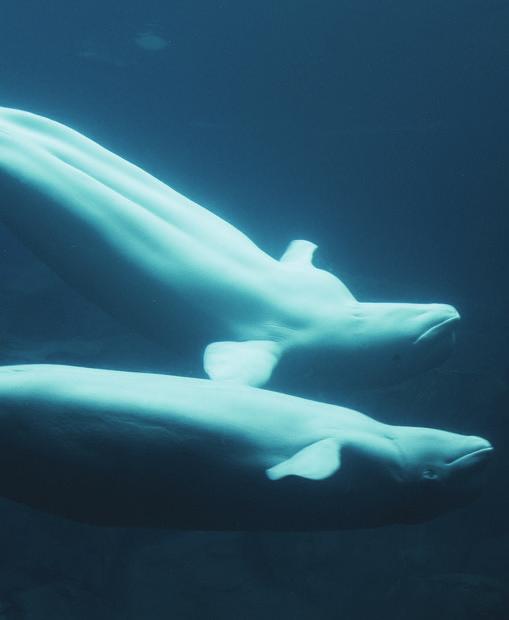 DEFENDING BABY BELUGAS You helped force petro giant TransCanada to abandon its plan to build an oil port in Cacouna, Quebec right in the middle of beluga whale breeding grounds.