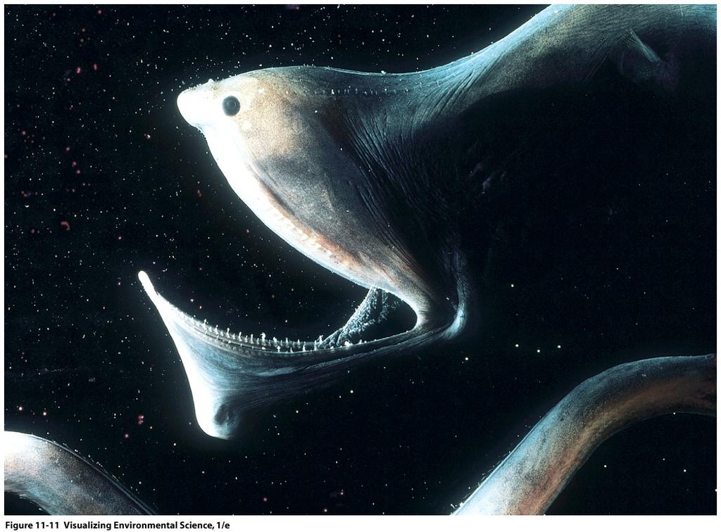 MAJOR OCEAN LIFE ZONES: OCEANIC PROVINCE (DEEP-SEA) Ø fish adapted to darkness & scarcity of food Ø drift or are slow moving reduced bone & muscle mass