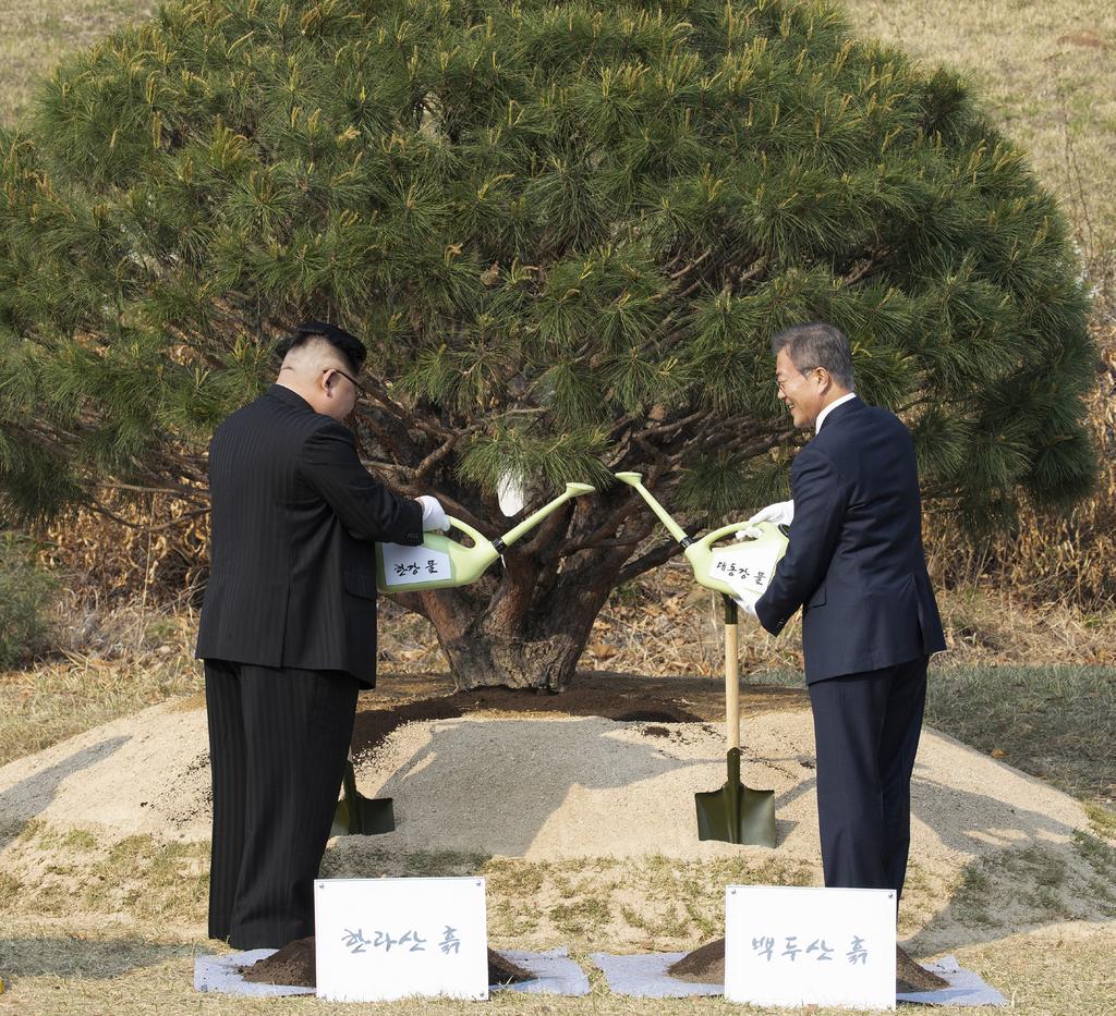 In the afternoon of April 27, President Moon Jae-in is watering the pine tree, jointly planted on a mixture of soil from Halla Mountain of the South and Baekdu Mountain of the North, with water from