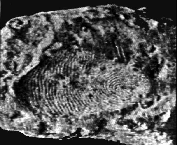Fingerprints: A Brief History Fingerprints: A Brief History 1750 B.C.