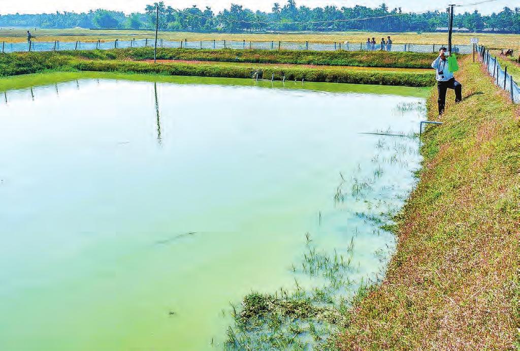 Photo: Thant Zin Win Fresher water species to be farmed in Maungtaw. Photo: Tin Maung Lwin Freshwater fish pond in Myothagyi Village in Maungtaw Township in Northern Rakhine State.