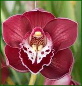 ORCHID SOCIETY INC. Web Site: www.miltonulladullaorchidsociety.weebly.com/ https://www.facebook.
