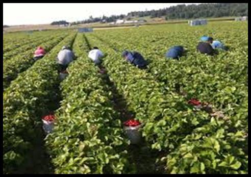 Who are the farmworkers?