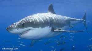 zygaena (Hammerhead sharks) Rhincodon typus