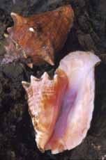 Giant clams Appendix