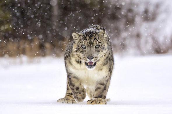 Removing the snow leopard from the Red List must not affect conservation efforts. International Union for Conservation of Nature(IUCN)-> Q-? Worry among wildlife biologists-> Working to protect it.